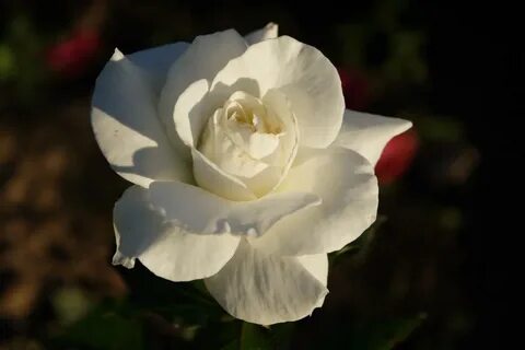 Choose rose