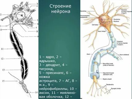 Белое вещество мозга образовано отростками нейронов