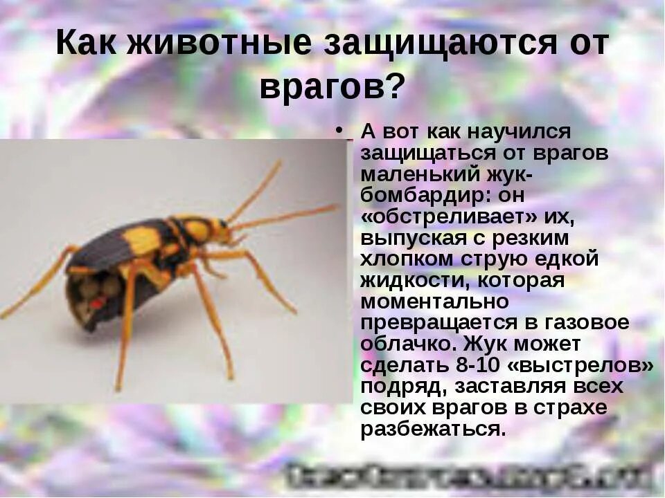 Сообщение про златоглазку для 4 класса. Как защищается от врагов. Как защититься от врагов. Приспособленность животных к защите от врагов. Как защищаются лягушки.