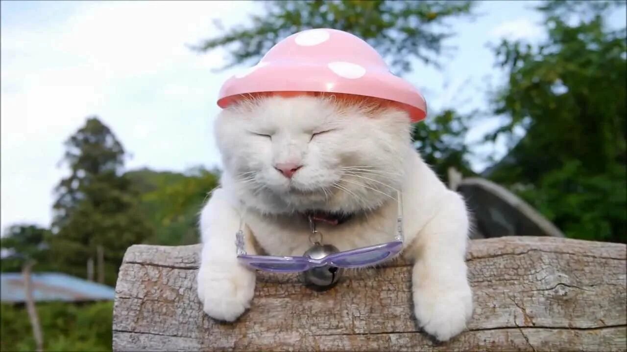 Японский кот Широнеко. Узкоглазый кот. Китайский кот. Кот китаец.
