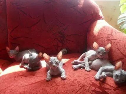 Вес котенка сфинкс