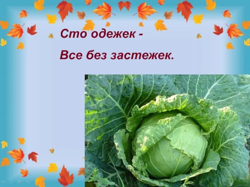 Загадку 100 одежек. 100 одежек и все без застежек. сто одежик и все беззастежик. сто одежек без застежек. что одёжек и все без застёжек.