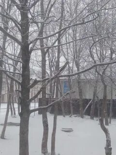 Апрель ленинградская