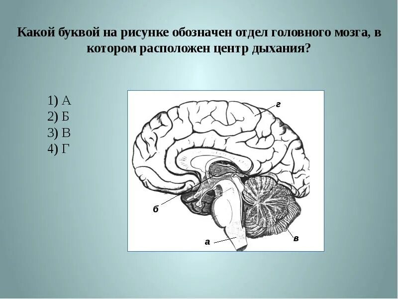 Расположен отделов головного мозга. Дыхательный отдел в головном мозге. Рефлекторные центры отделов головного мозга. Отделы головного мозга рисунок. Кашель и чихание какой отдел мозга