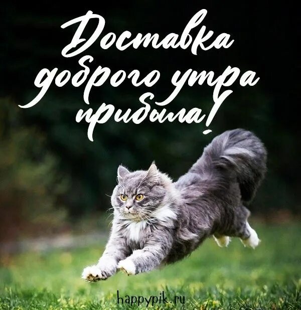 Кот желает доброго утра