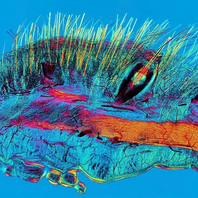 микрофотография корня. снимки полученные электронным микроскопом. микрочастицы сканирующий электронный микроскоп sem. на данной микрофотографии представлены. на данной микрофотографии представлены.