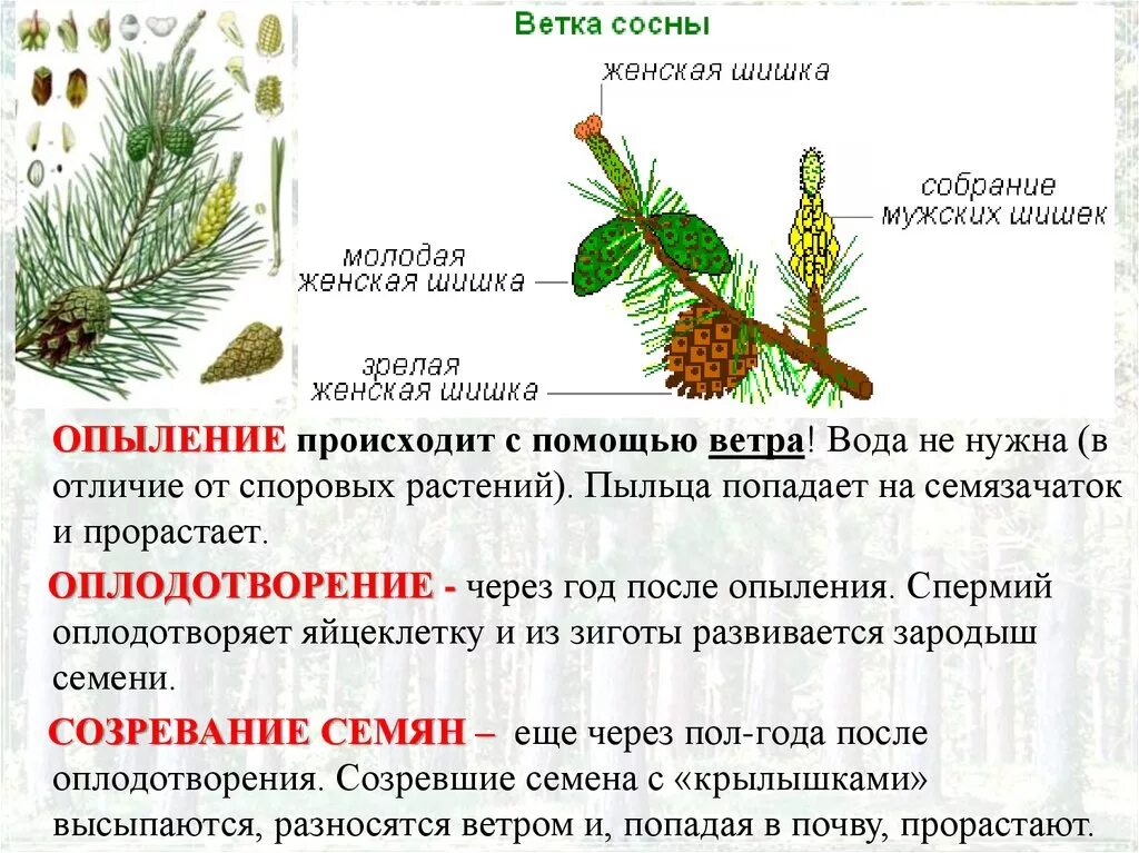 Каково строение голосеменных. Строение мужских и женских шишек голосеменных растений. Размножение хвойных. Размножение голосеменных растений. Строение пыльцы голосеменных.