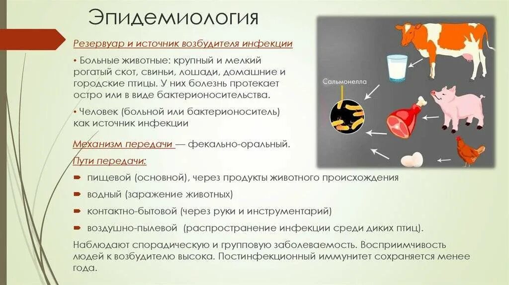 Передается ли сальмонеллез от человека к человеку. Сальмонеллез способ передачи инфекции. сальмонеллез источник инфекции пути передачи. сальмонеллез профилактика распространения инфекции. сальмонеллез эпидемиология.