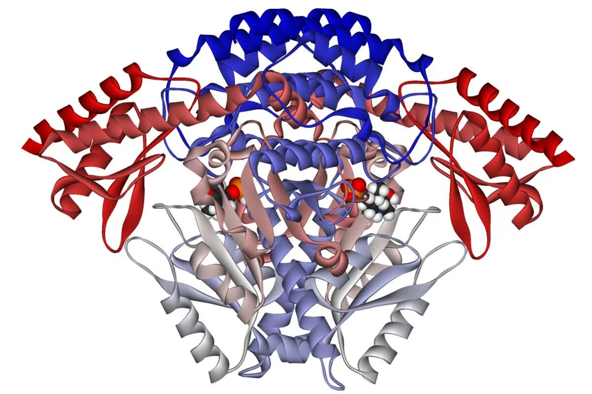 Фермент кожи. Декарбоксилаза ароматических аминокислот. Aromatic-l-Amino acid decarboxylase. Ферменты. Дофа декарбоксилаза класс фермента.