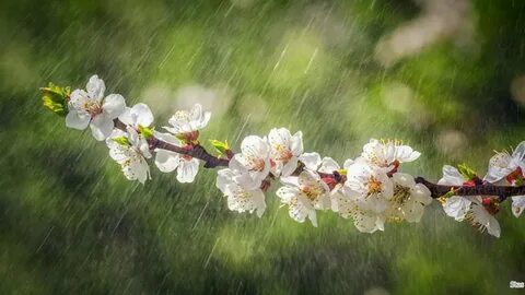 Весенний дождь образы
