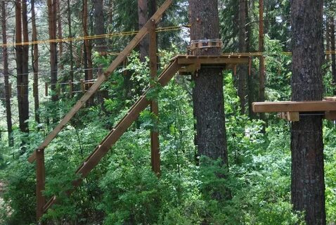 Хамелеон чита