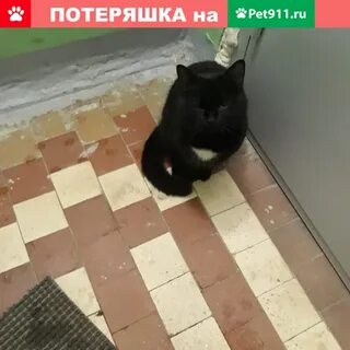 Кошки сергиев посад