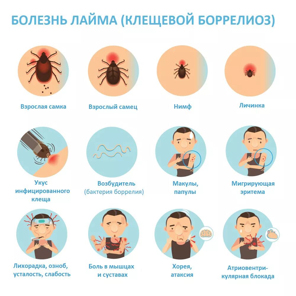 Укус клеща боррелиоз симптомы. Инкубационный период 14 дней. Презентация берлиоз. Иксодовый клещевой боррелиоз профилактика. Берлиоз болезнь признаки.
