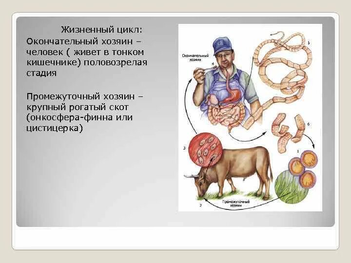 Обитает в кишечнике человека. Рабдитовидные и филяриевидные личинки. Полезные бактерии в кишечнике человека. Рабдитовидные личинки. Трихинелла спиральная описание.