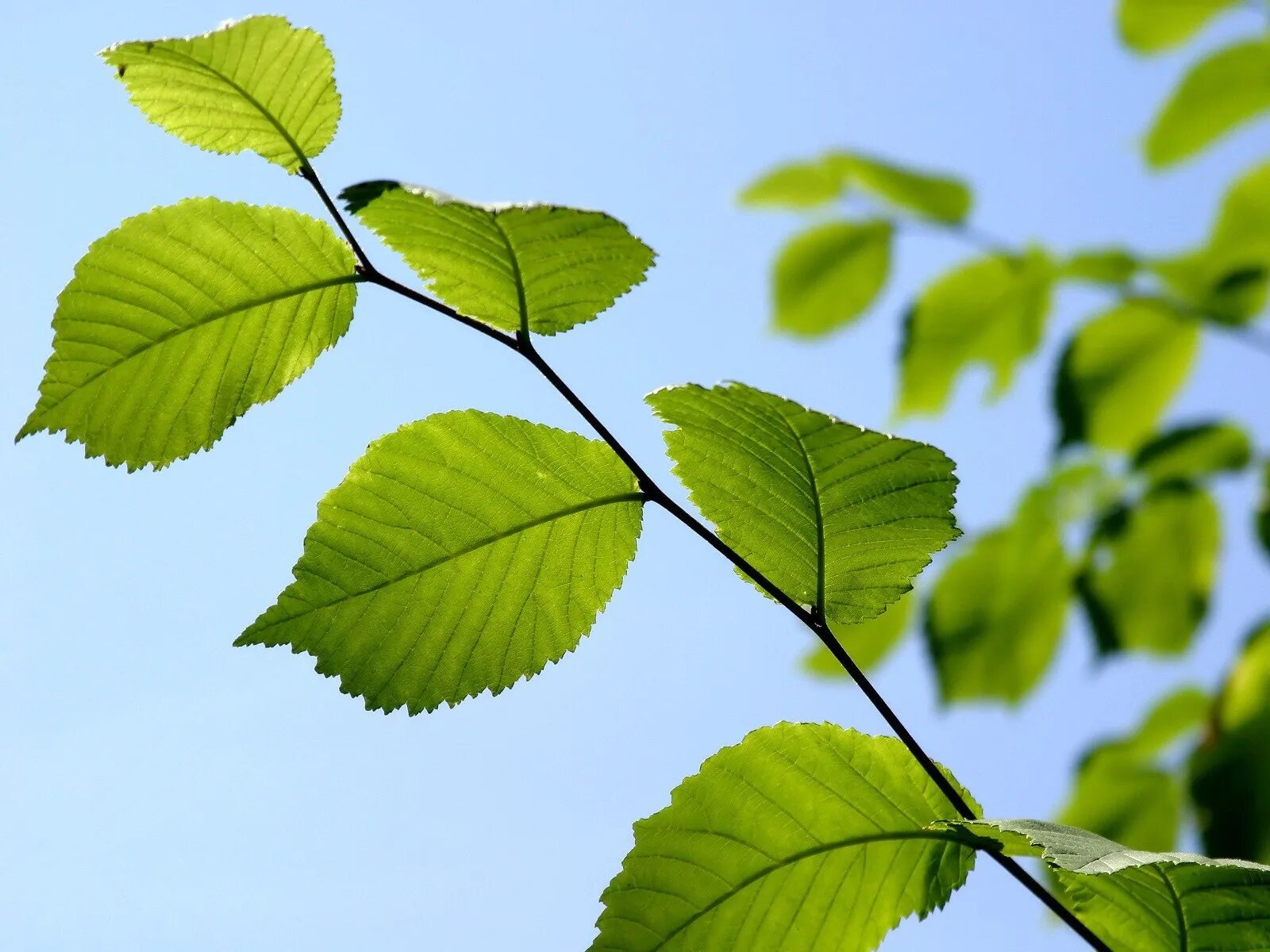 Natural leaves. Листья деревьев. Ветка лиственного дерева. Ветка с листьями. Ветви деревьев с листьями.