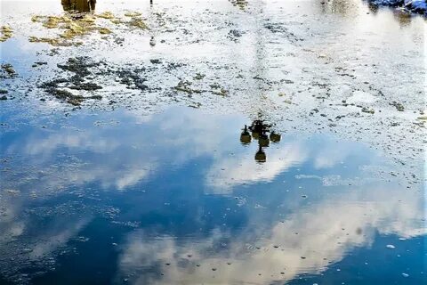 Вода весной