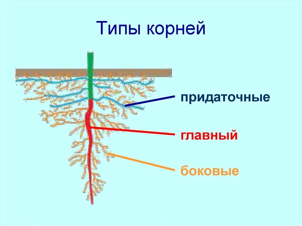 Главный корень растения. Главные боковые и придаточные корни.