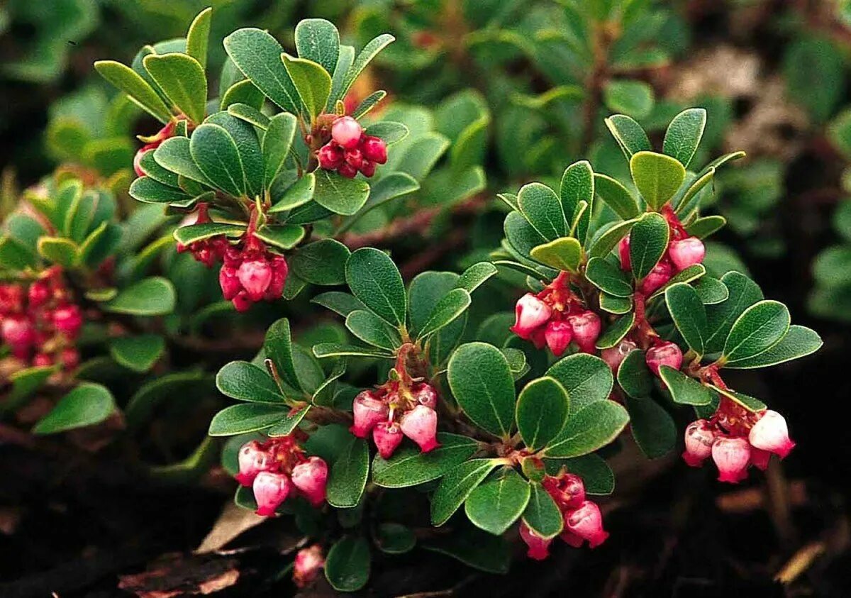 Толокнянка обыкновенная (Arctostaphylos UVA-ursi (l.) Spreng.). Толокнянка обыкновенная Медвежье ушко. Растение толокнянка обыкновенная (Медвежье ушко). Толокнянка (UVA-ursi).