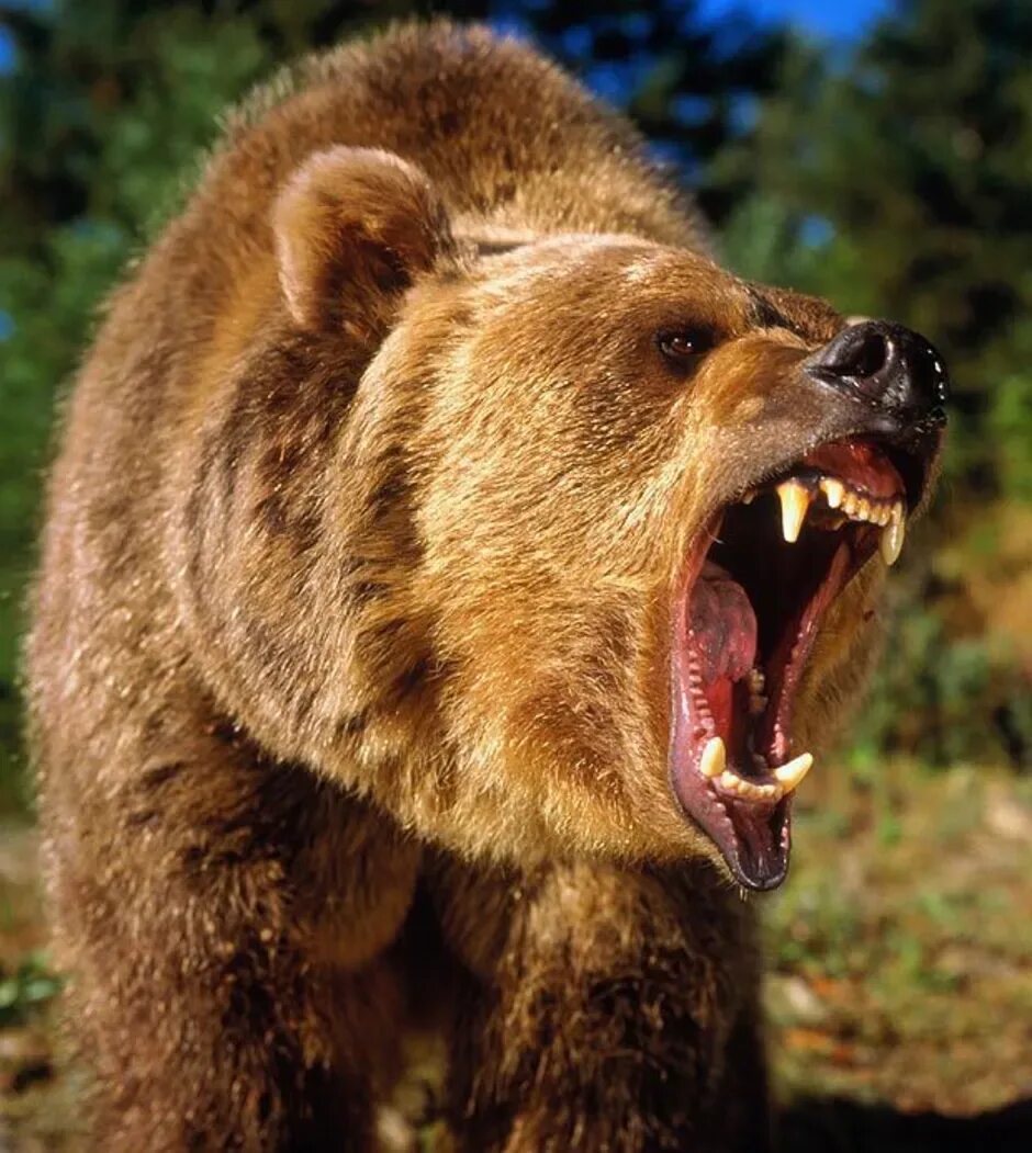 Злой медведь. Гризли grizzly, гризли, медведь. Самый опасный медведь гризли. Самый агрессивный медведь. Медведь рычит.