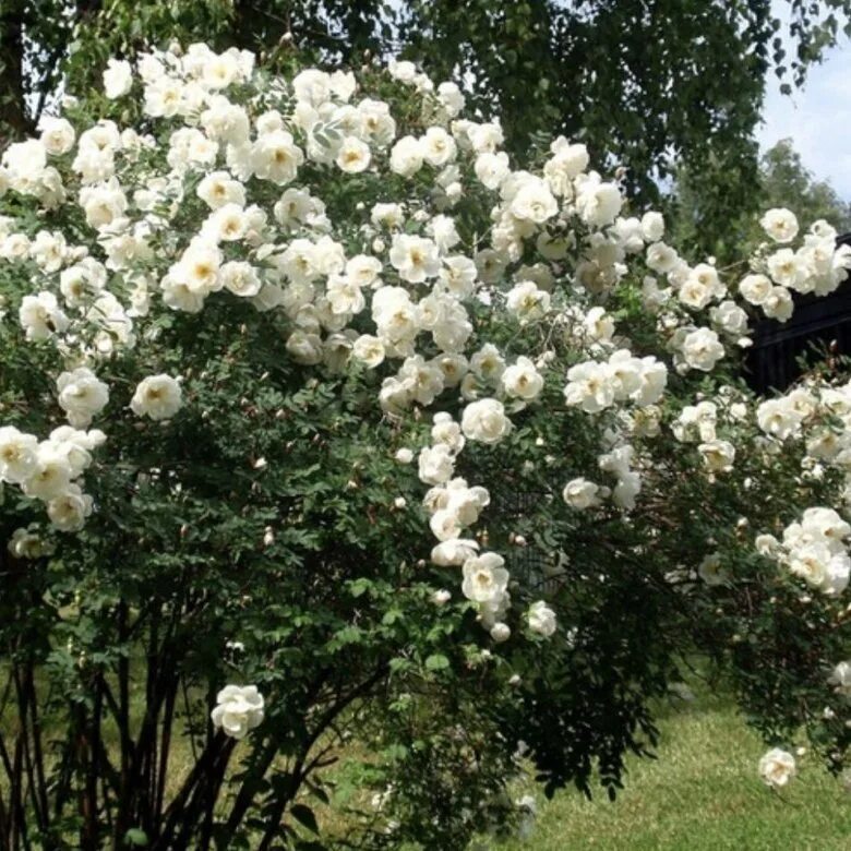 Саженцы белой розы. Шиповник колючейший Rosa spinosissima. Белый шиповник куст. Шиповник белый махровый фото.