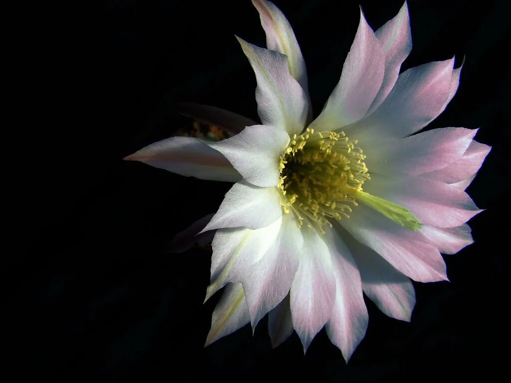 что сторожил ночью цветок