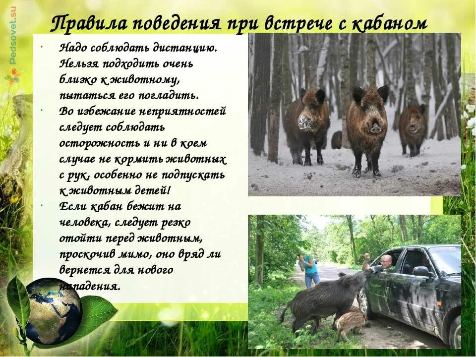 Опасен ли лось и кабан. Опасность кабана в лесу. Опасности в лесу животные. Опасные Лесные животные. Опасности в лесу звери.