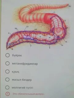 Ұлдары бар аналардың порносы