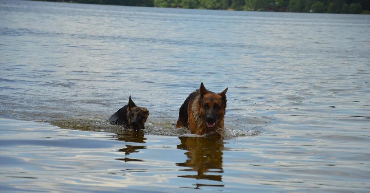 Будни собака. Купание овчарки. Комиксы про собак. Собака красная говорит можно. Будни собака.