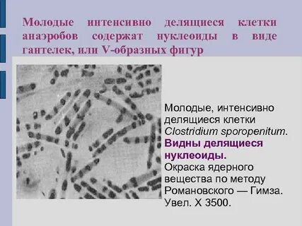 Основные методы окраски бактериальной клетки