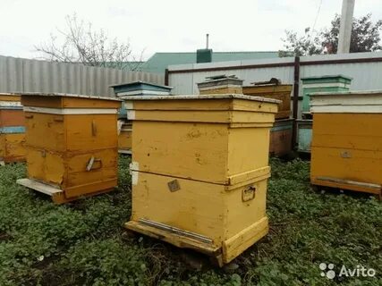 Авито липецкая область ульи