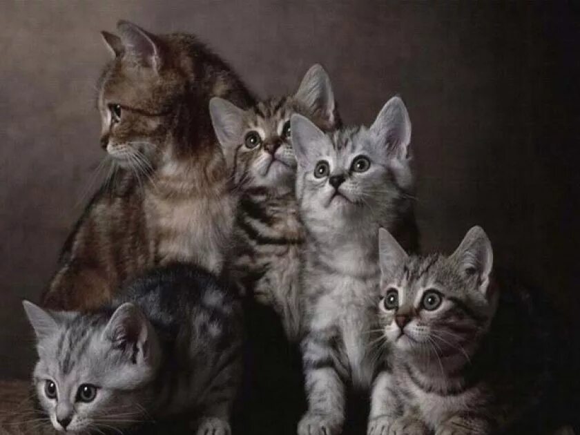 Ve cat