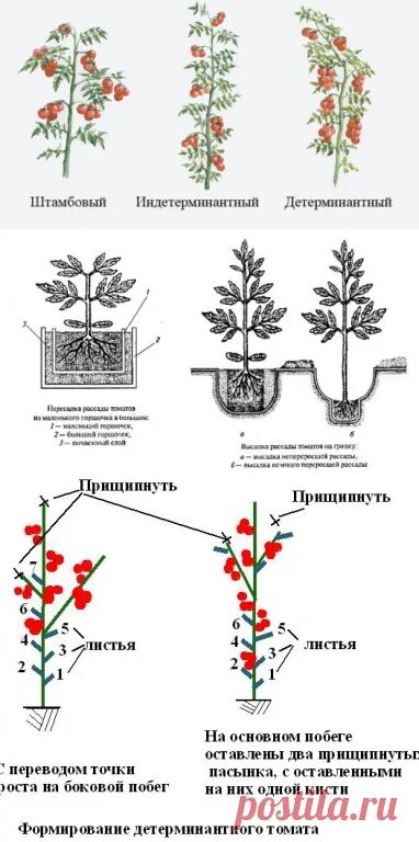 Что такое детерминантный сорт томатов и индетерминантный