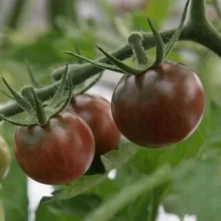 Томат кумато характеристика и описание сорта фото