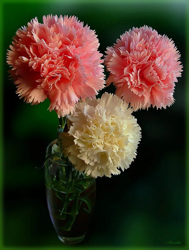 Какого цвета бывает гвоздика. Диантус гвоздика цветок. Гвоздика (Dianthus) цветок. Диантус Полар. Гвоздика Clearwater.