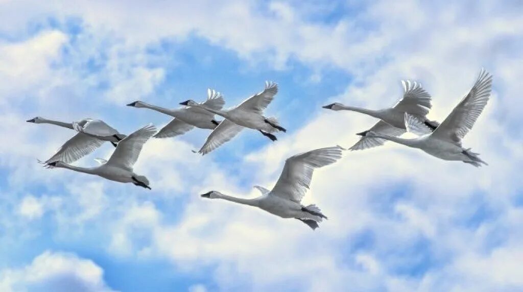 Белые журавли видео. Журавль в небе. Стая лебедей. Стая летящих лебедей. Лебеди в небе.