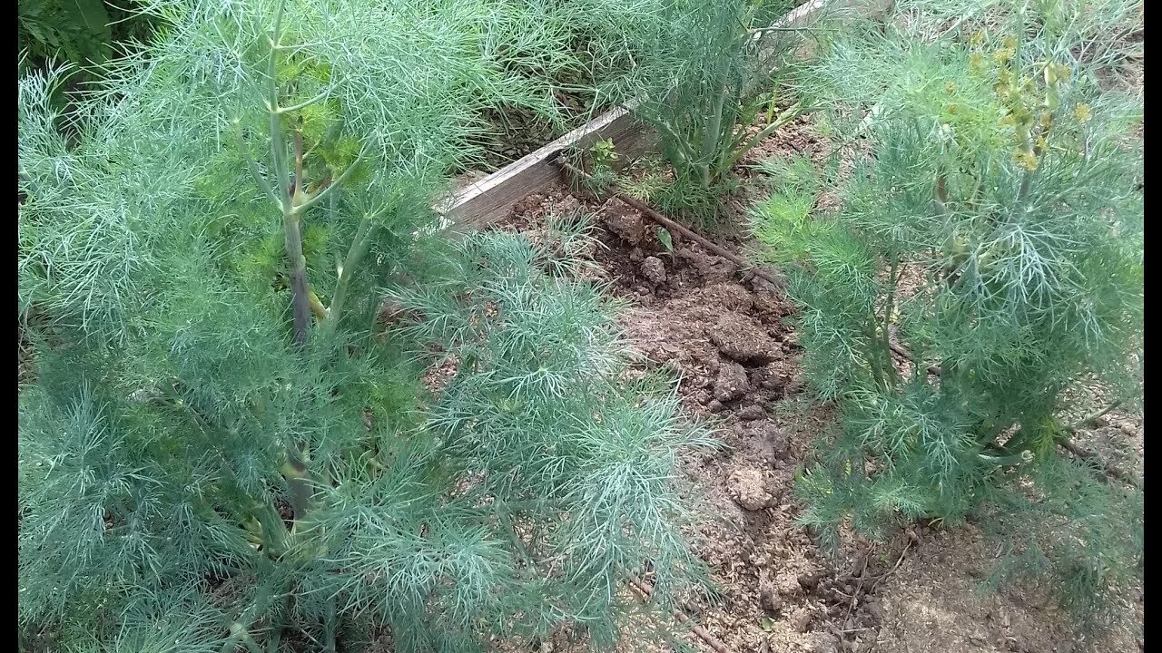 Как вырастить кустовую