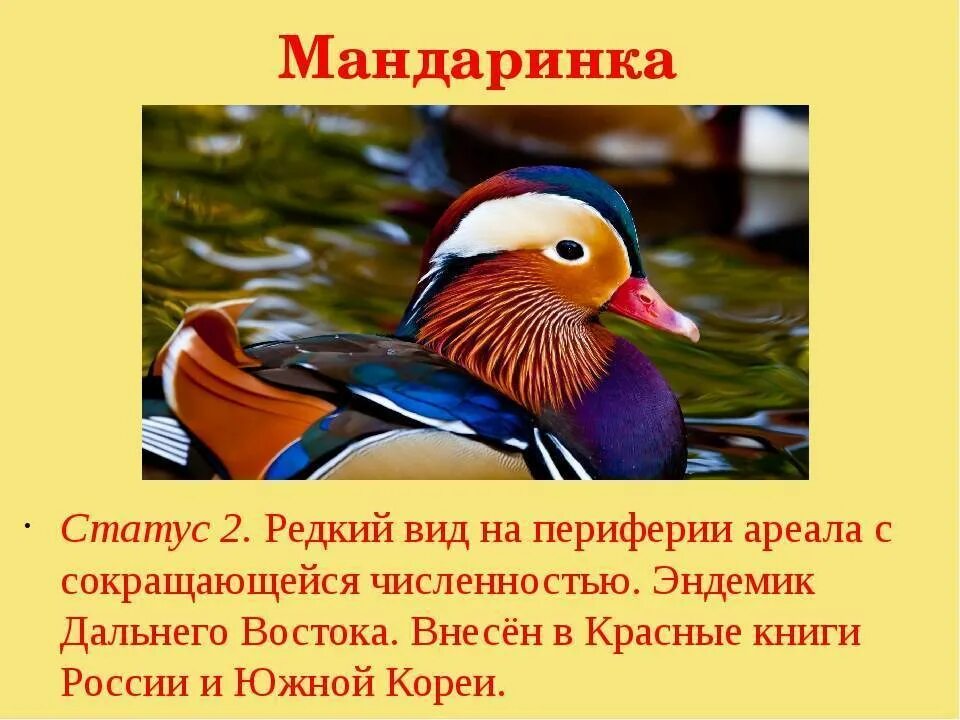 Птицы занесенные в красную россии. Животные красной книги Хабаровского края. Животные красной книги Приморского края. Птицы красной книги Хабаровского края. Красная книга Приморского края птицы.