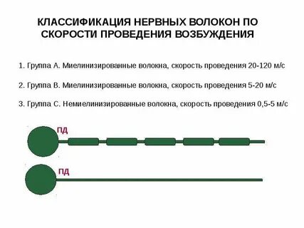 Классификация нервных волокон