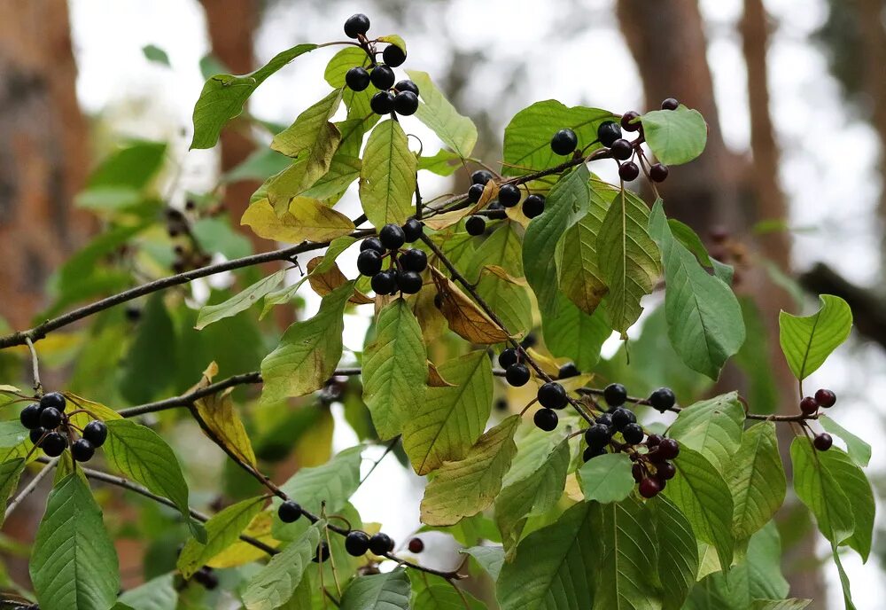 Крушина дерева и листьев. Крушина ольховидная frangula alnus. крушина ольховидная дерево. крушина ломкая. крушина слабительная дерево.