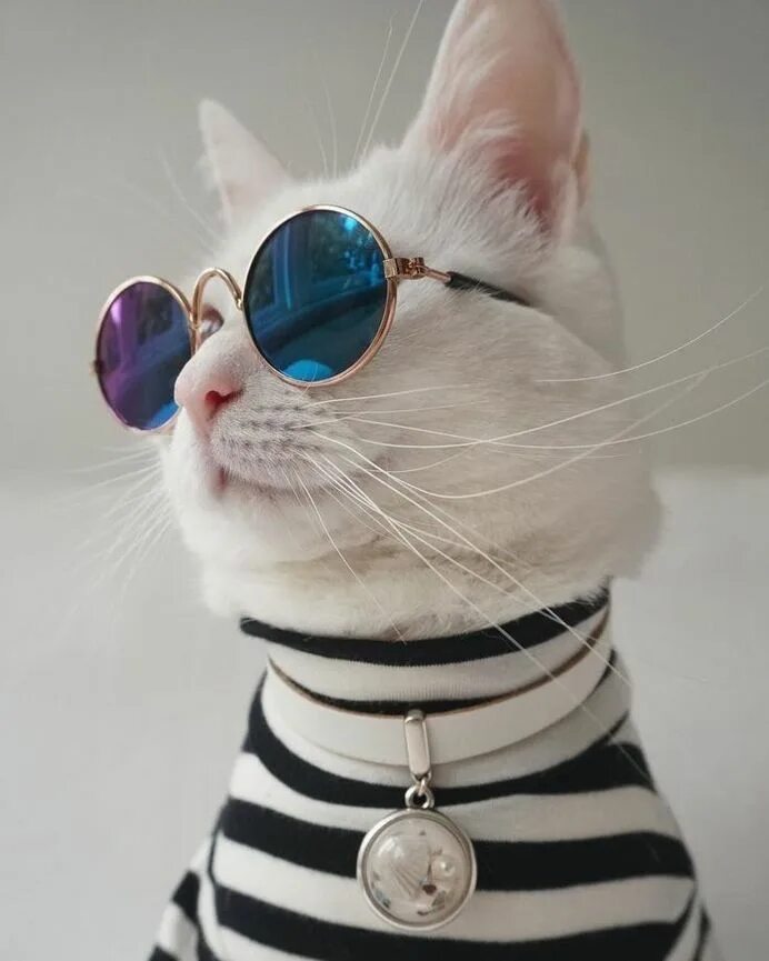 Смешные авы с котиками. Кот в очках. Крутые котики. Кошечка в очках. Крутой кот.