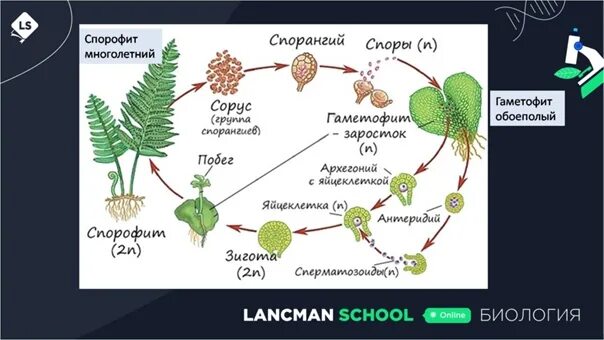 Название спорофита. Спорофит. Гаметофит и спорофит. Эволюция гаметофита и спорофита. Спорофит гаметофит схема.