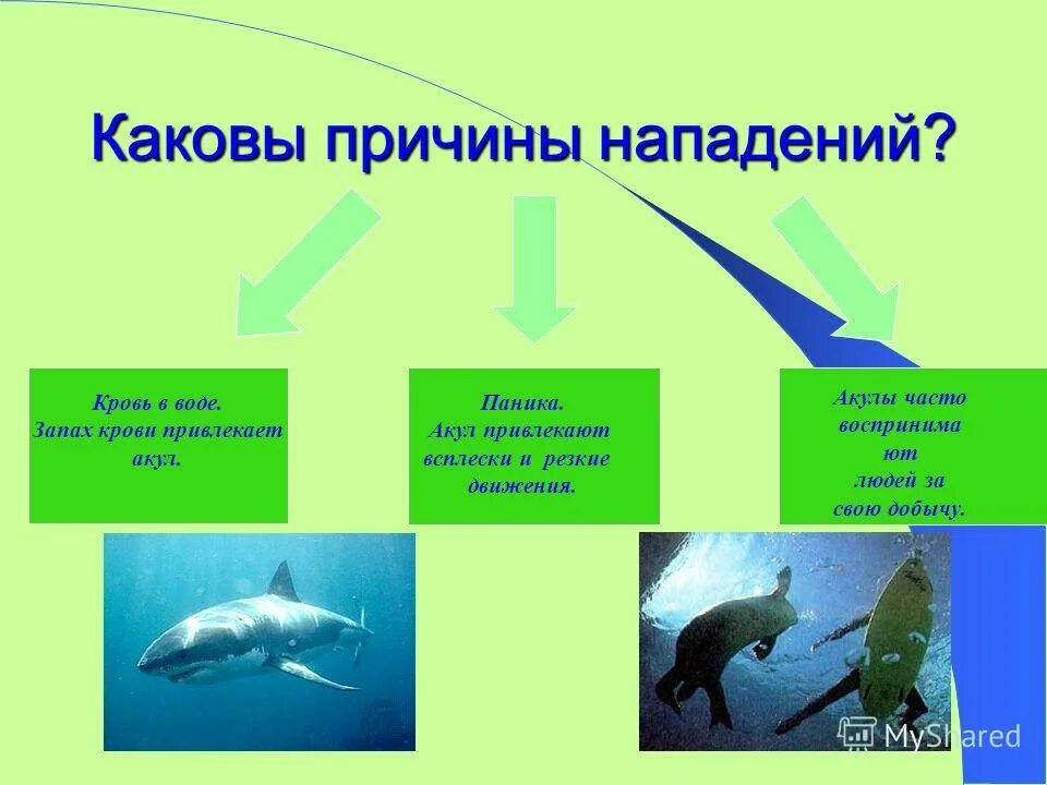 Почему акулы постоянно в движении. Почему акулы нападают на людей причина. Акулы нападают в Средиземном море. Нападение акул в Средиземном море.