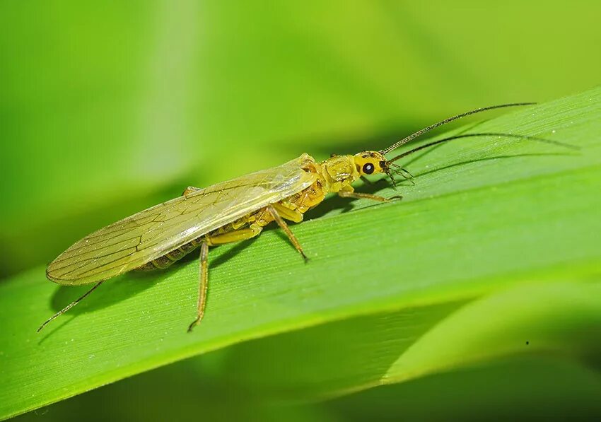 Веснянки какие. Жук веснянка. Веснянки какие. Веснянки строение. Stonefly насекомое.