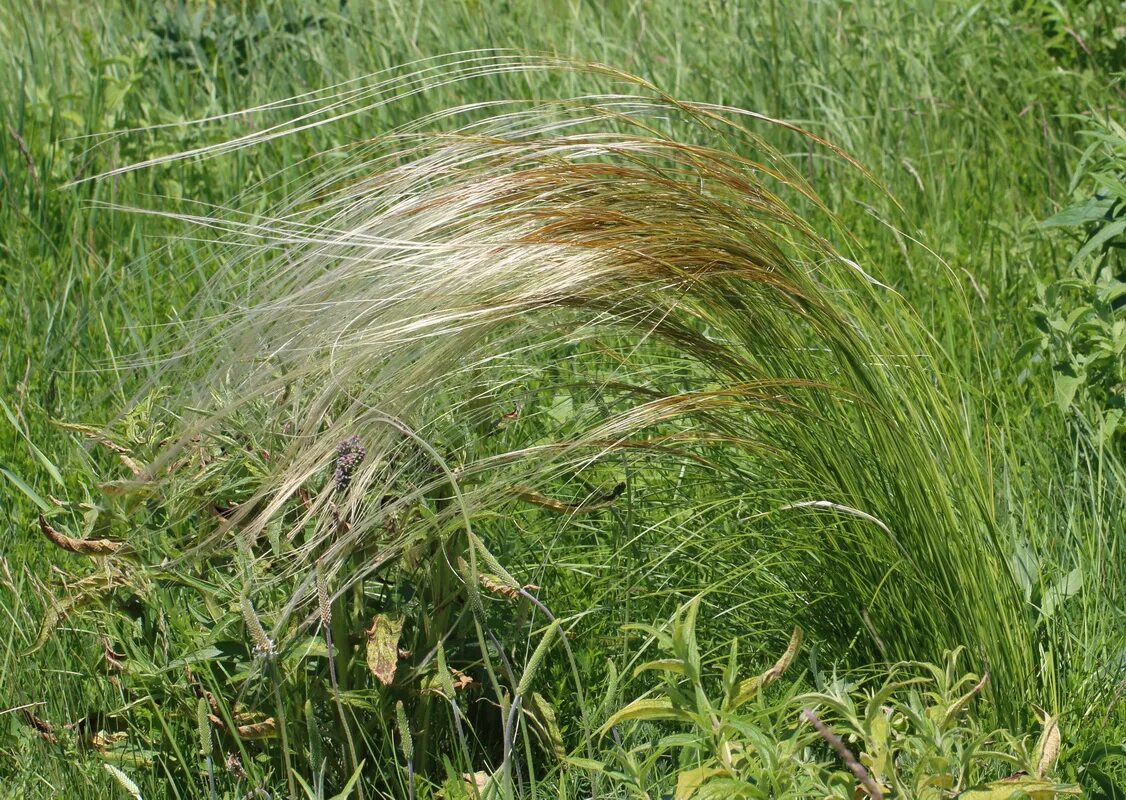 Ковыль (Stipa). Ковыль Дальневосточный. Ковыль красивейший (Stipa pulcherrima). Ковыль Луговой.