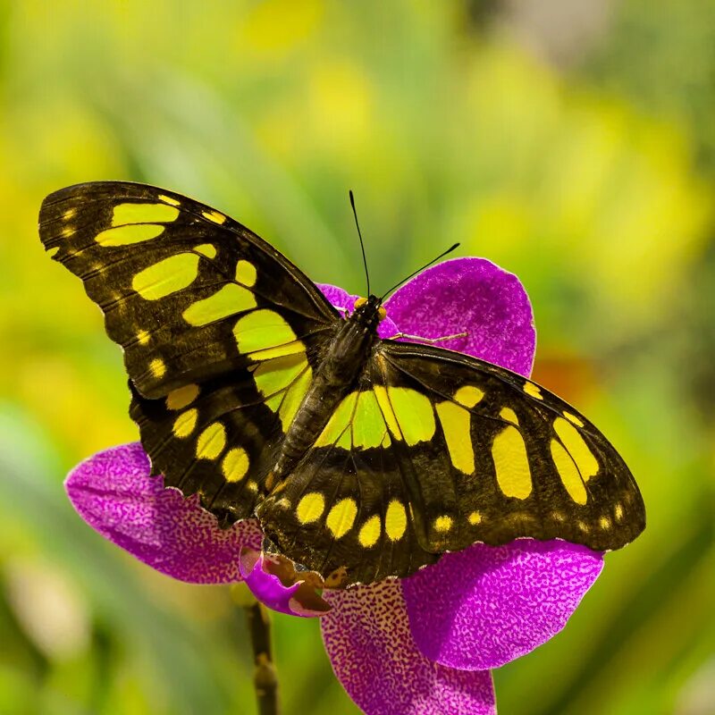 Tirumala limniace бабочка. бабочка. хусейн шахин картины. две бабочки. сюрреалистический город.