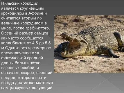 Международная красная книга гребнистый крокодил