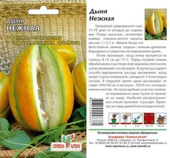 Дыня алтайская описание отзывы