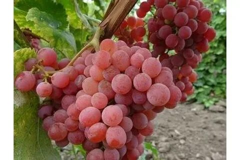 Виноград почтой