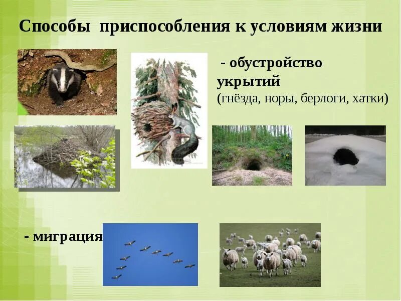 Способы приспособления животных. Приспособление животных к условиям. приспособления к условиям жизни. приспособление животных к условиям жизни.