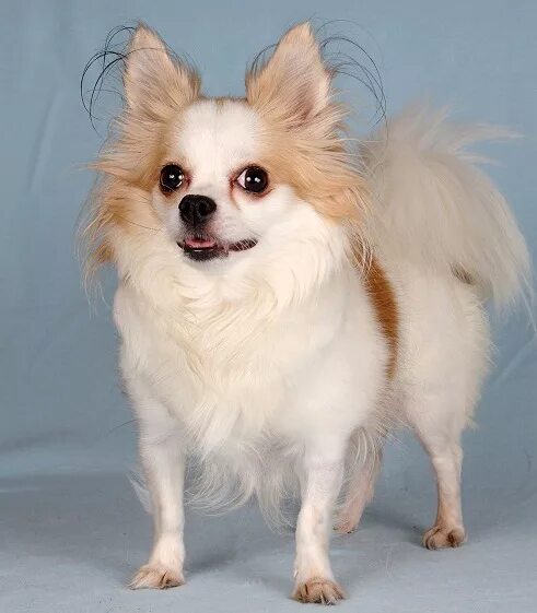 Шах арпилин фото. Папы чихуахуа. Помесь чихуахуа и той терьера. Чихуахуа мама папа. Чихуа чихуа брак.